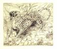 Gualtieri - Museo Ligabue - Ligabue - Leopardo incisione